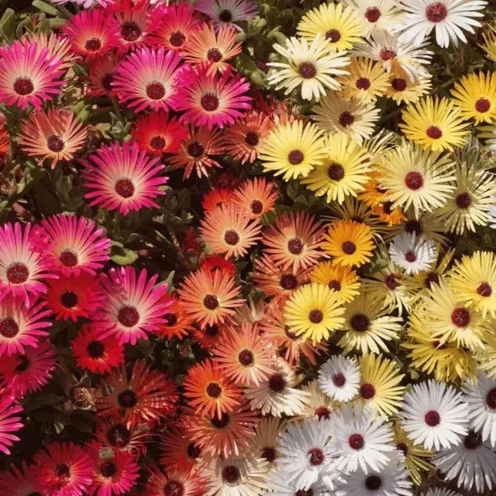 Mischfarbe Flower Seeds for Planting, NON GMO Seeds Dhara Seeds