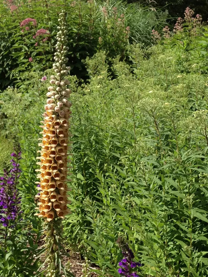 Digitalis - Rusty Gigantea Gelber Herold