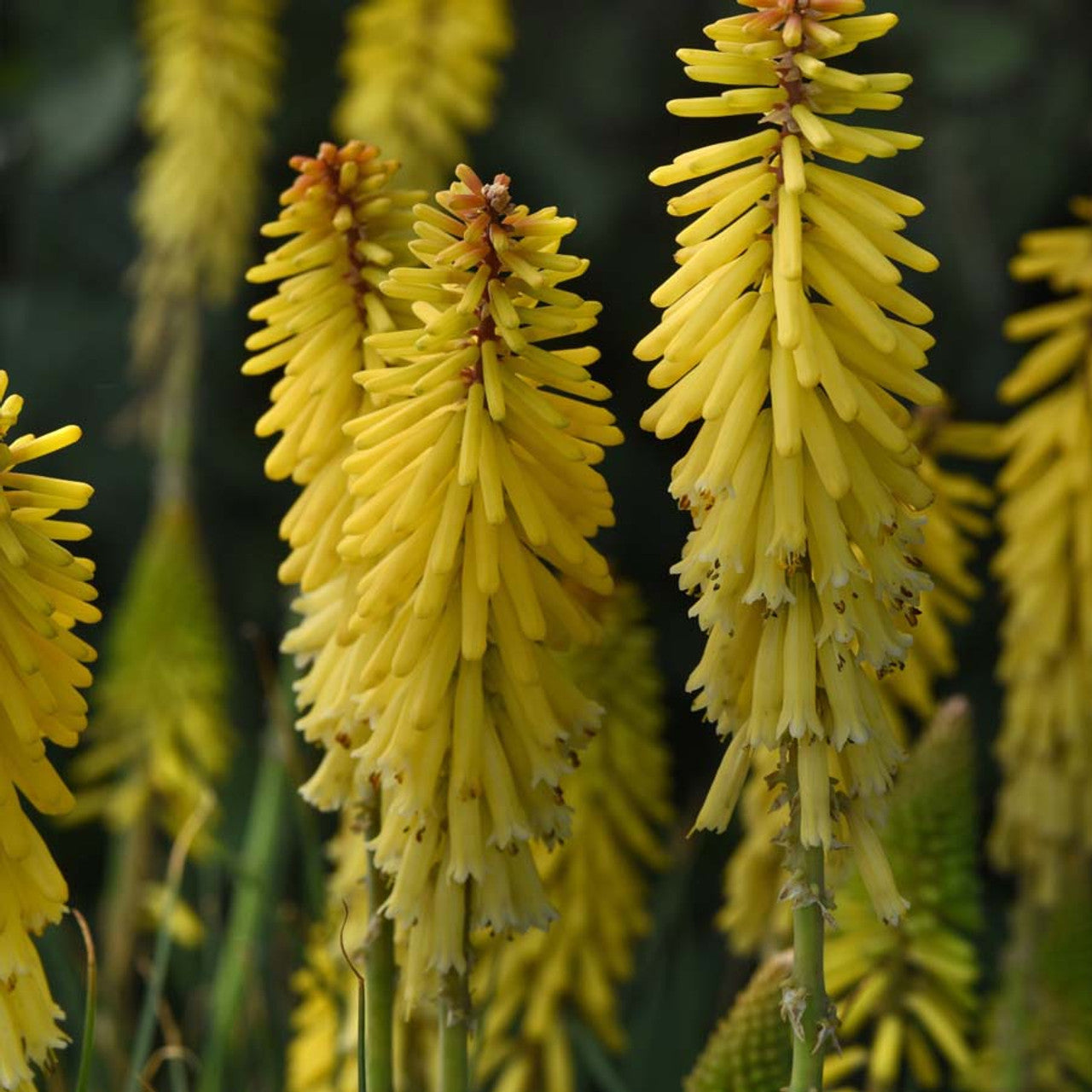 Kniphofia Glowstick Red Hot Poker Seeds