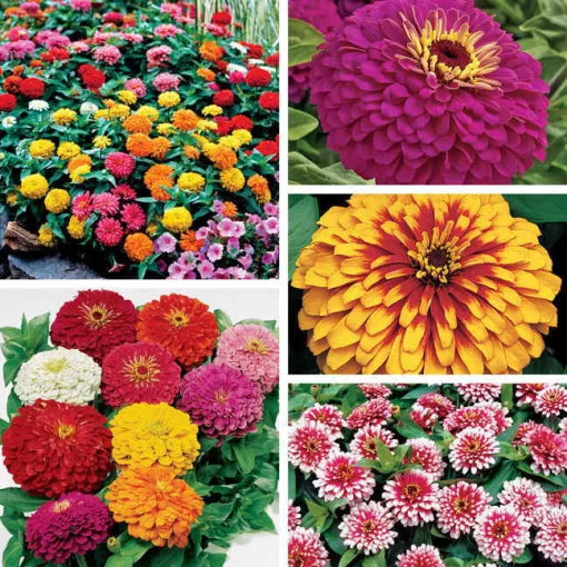 Top Zinnia Seed Collection Premium Garden Zinnia Assortment High Germination Garden Seeds Zinnia elegans heirloom non-gmo seeds