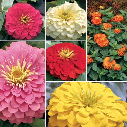 Magellan Zinnia Seed Collection Large-Flower Zinnia Bedding High Germination Garden Seeds Zinnia elegans heirloom non-gmo seeds