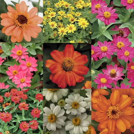 Profusion Single-Flower Zinnia Seed Collection Heat-Tolerant Single Bloom Zinnias High Germination Garden Seeds Zinnia elegans heirloom non-gmo seeds