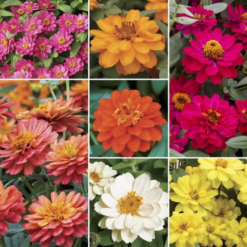 Profusion Double Zinnia Seed Collection Fully Double Bloom Profusion Zinnias High Germination Garden Seeds Zinnia elegans heirloom non-gmo seeds