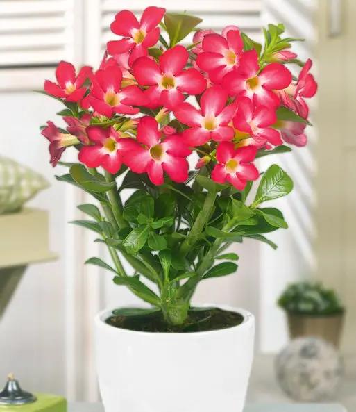 Wüstenrose Flower Seeds for Planting - NON GMO Seeds Dhara Seeds