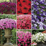 Shock Wave Petunia Collection Seeds Compact Multicolor Petunia High Germination Garden Seeds heirloom non-gmo seeds