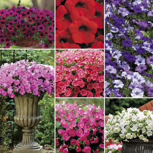 Shock Wave Petunia Collection Seeds Compact Multicolor Petunia High Germination Garden Seeds heirloom non-gmo seeds