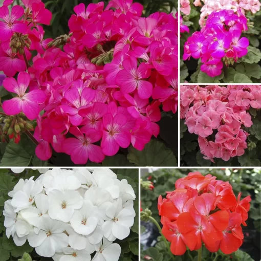 Nano Geranium Seed Collection Compact Mixed Geranium Colors High Germination Garden Seeds heirloom non-gmo seeds