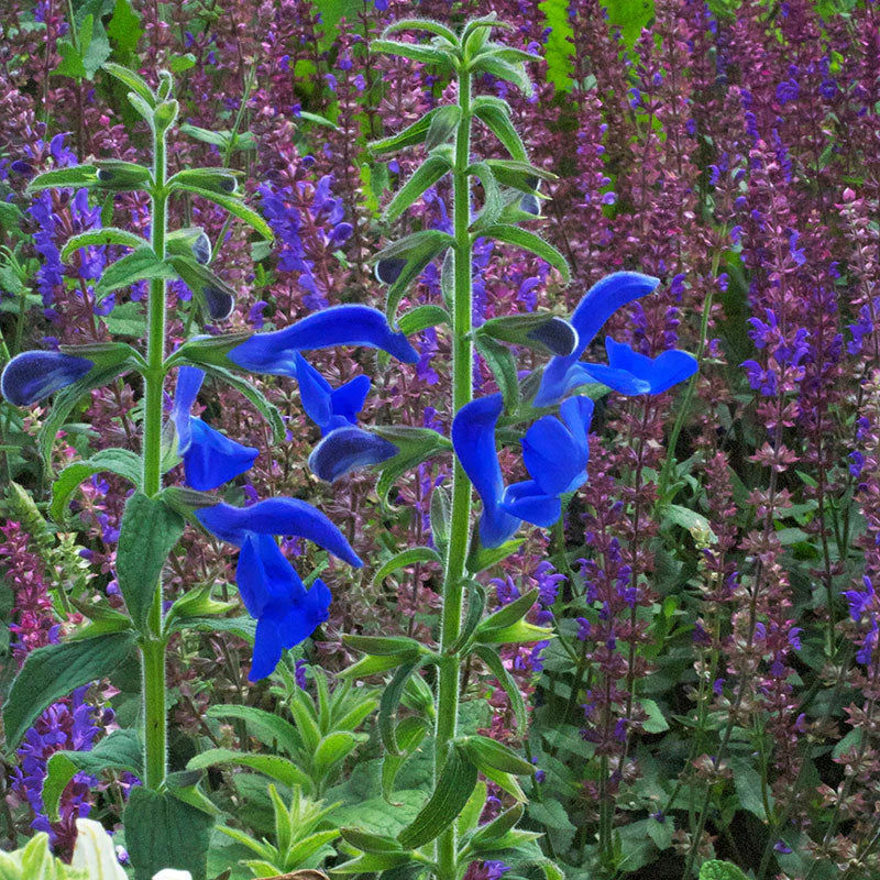 Salvia - Gentian Sage Oxford Blue Seeds