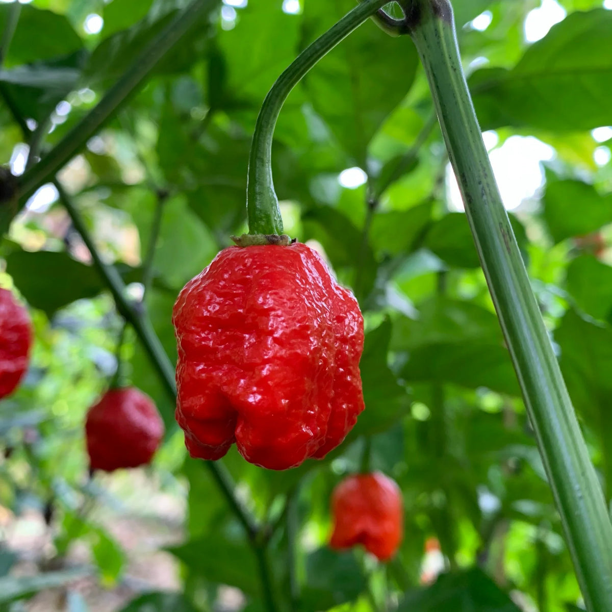 Dragons Breath Chili Pepper Seeds World Record Peppers Seed Vegetable – Heirloom, Non-GMO, High Germination Organic Garden Seeds
