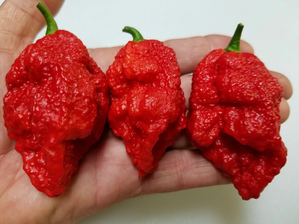 Bhutlah Red OG chile pepper plant grown from seeds with red blistered pods and bold heat