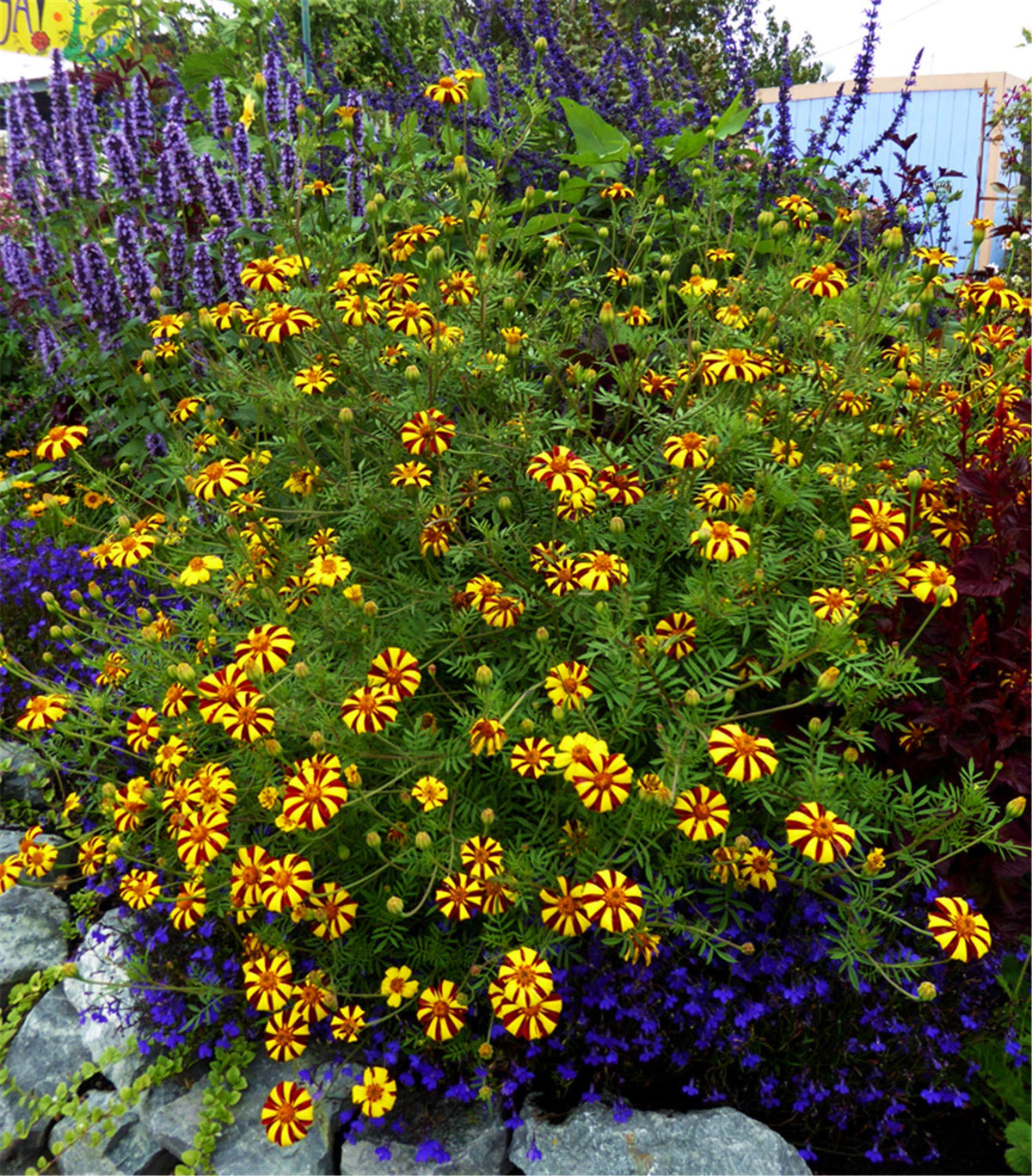 Marigold Tagetes Patula Harlequin Flower Seeds for Planting – Beautiful Colors for Home Garden and Pollinator Beds
