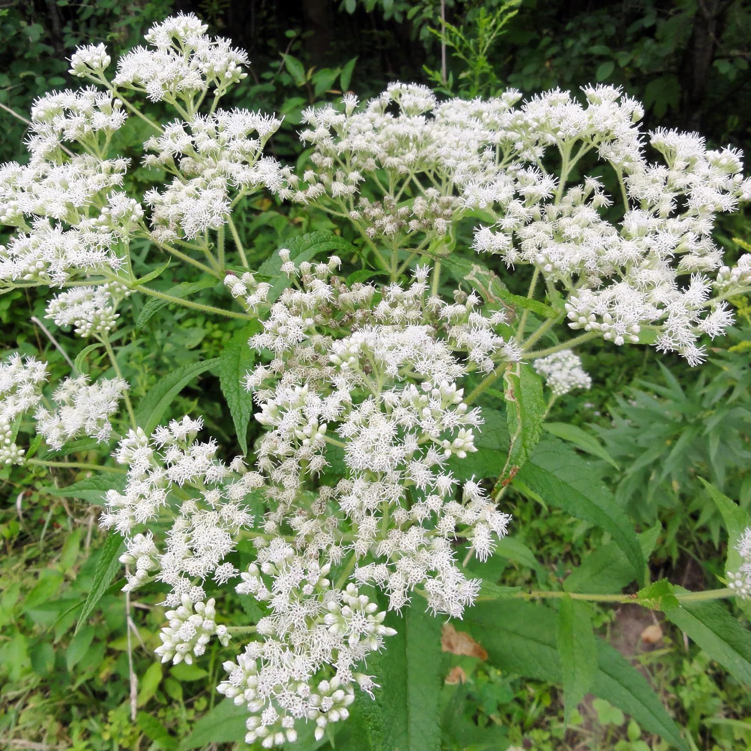 Boneset Seeds