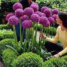 Allium Giganteum Ornamental Flower Garden Plant Seeds