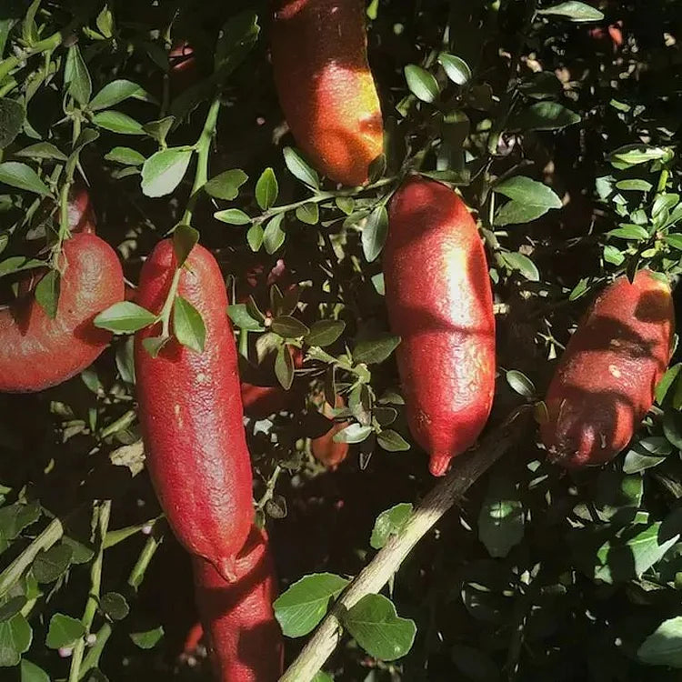 Crimson Tide Finger Lime Fruit Seed for Planting - Collection for Vibrant, Tangy Citrus Trees