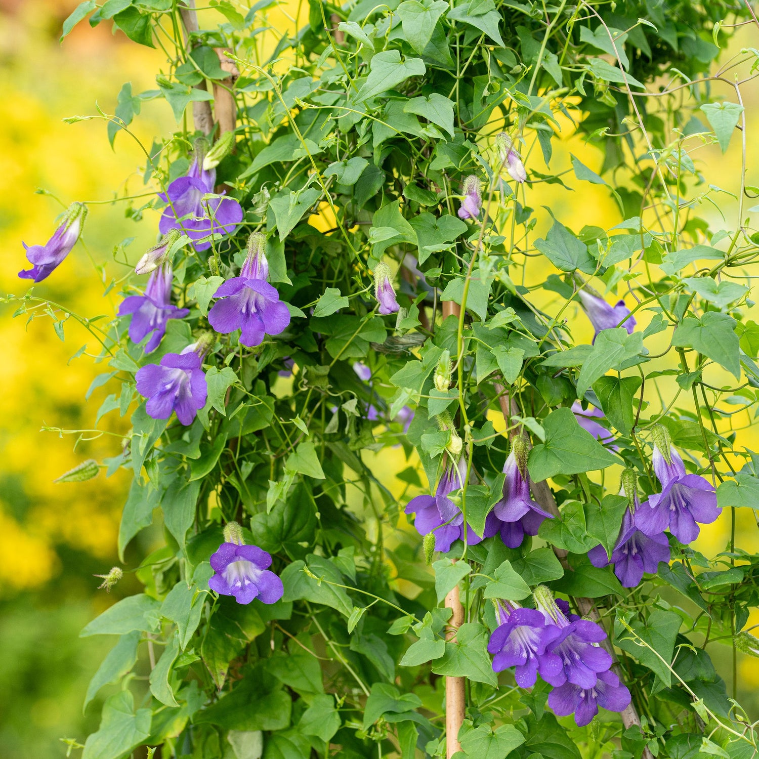 Asarina Sky Blue Seeds