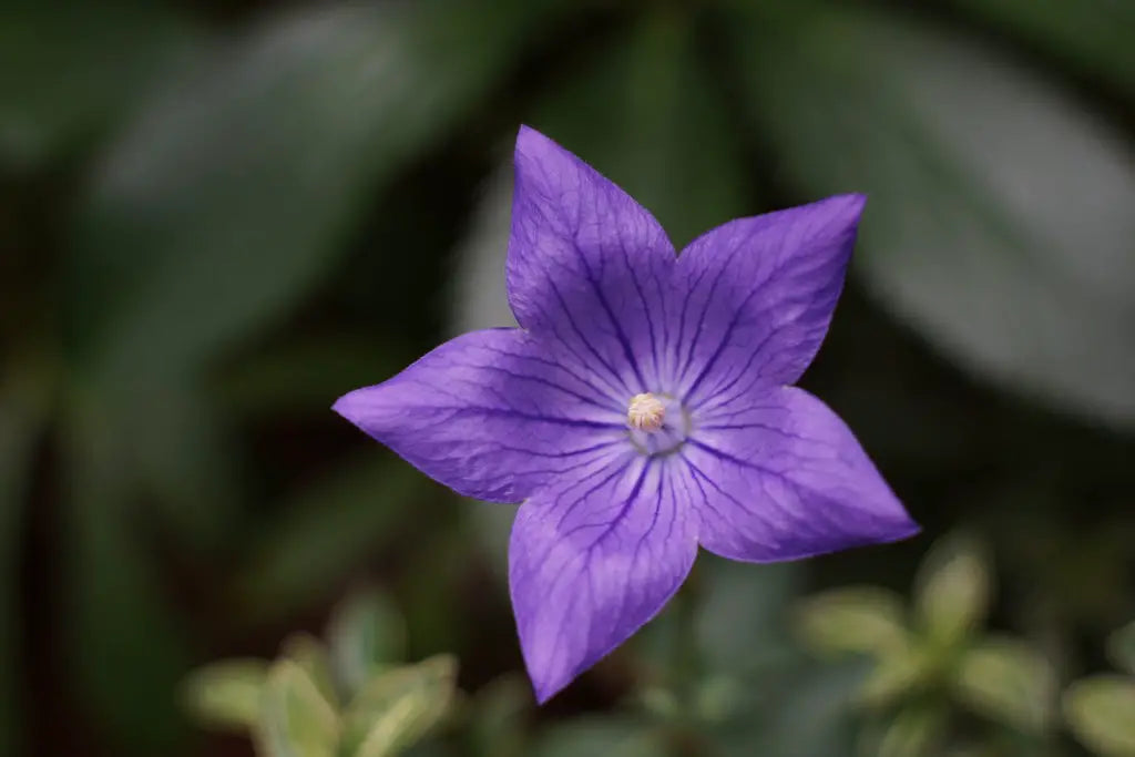 Balloon Flowers