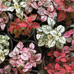 Pink Green Hypoestes Splash Flower Seeds for Planting - NON GMO Seeds Dhara Seeds