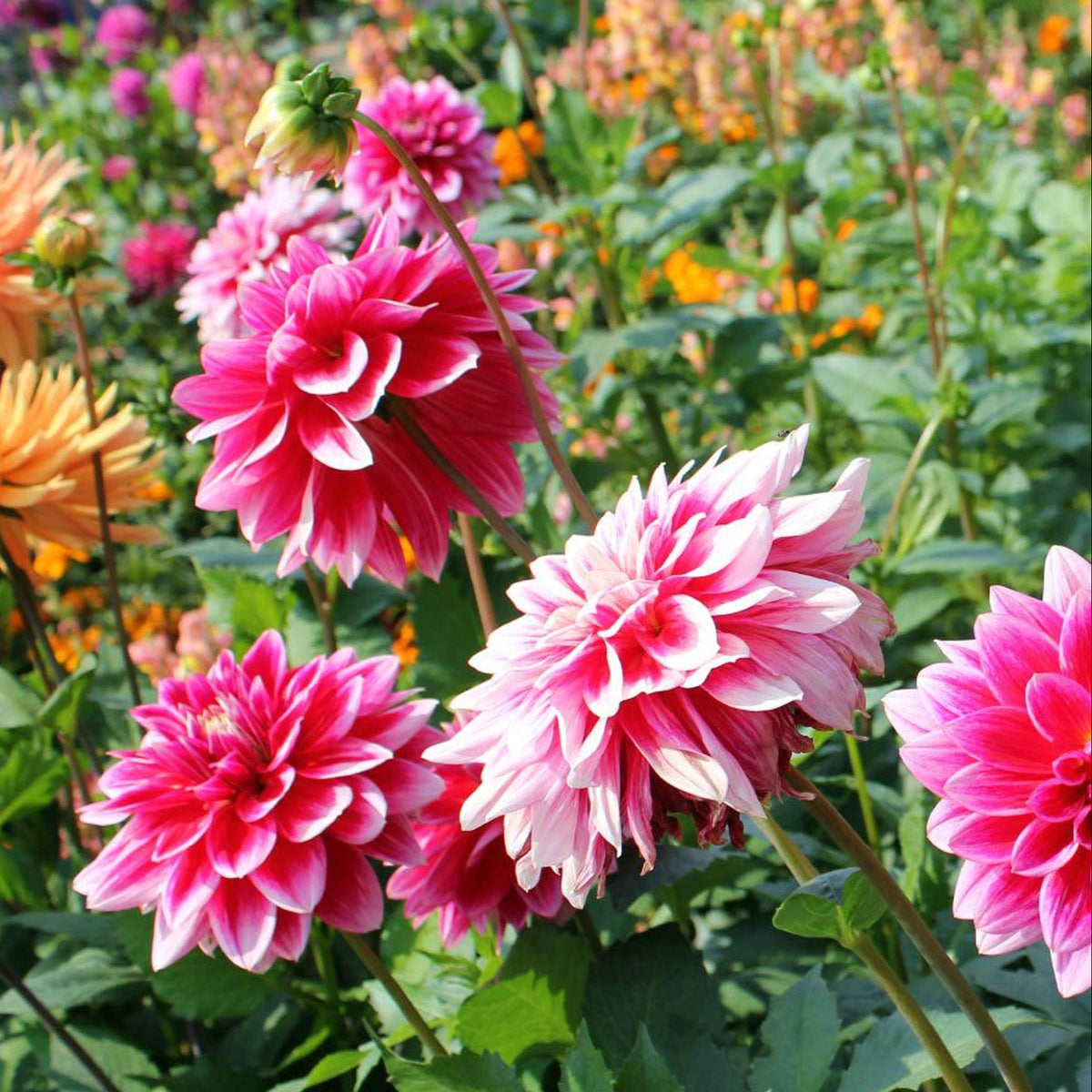 Tango mixed flower seeds for planting