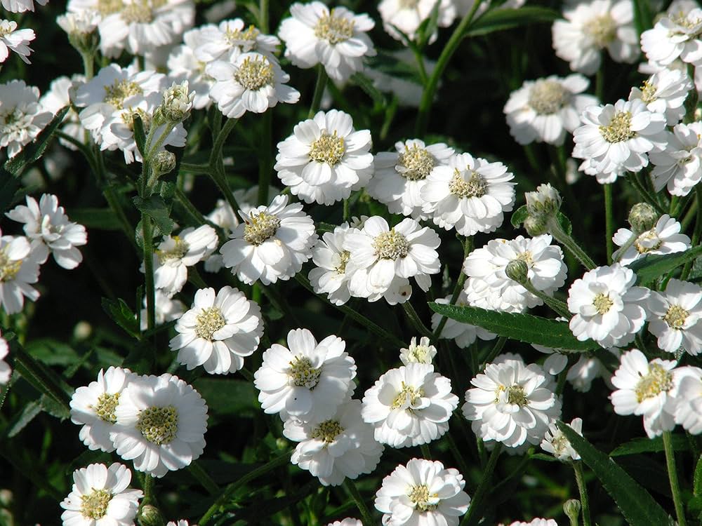 Yarrow Achillea ptarmica Perle Marsh flower seeds for planting in backyard gardening and borders