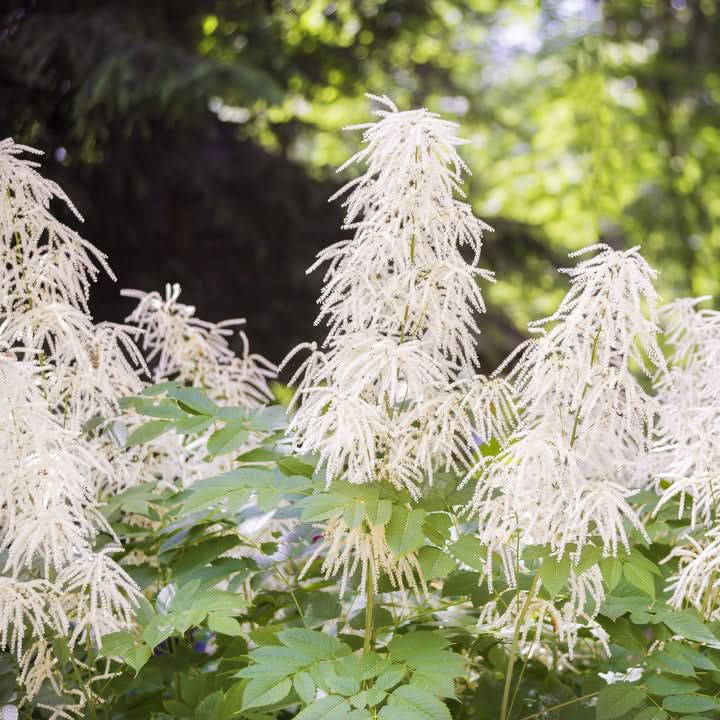 Aruncus White Flower Seeds for Planting – Elegant Garden Perennial Blooms