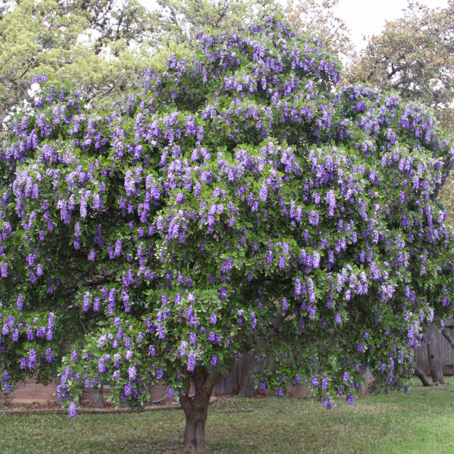 Texas Mountain Laurel Seeds