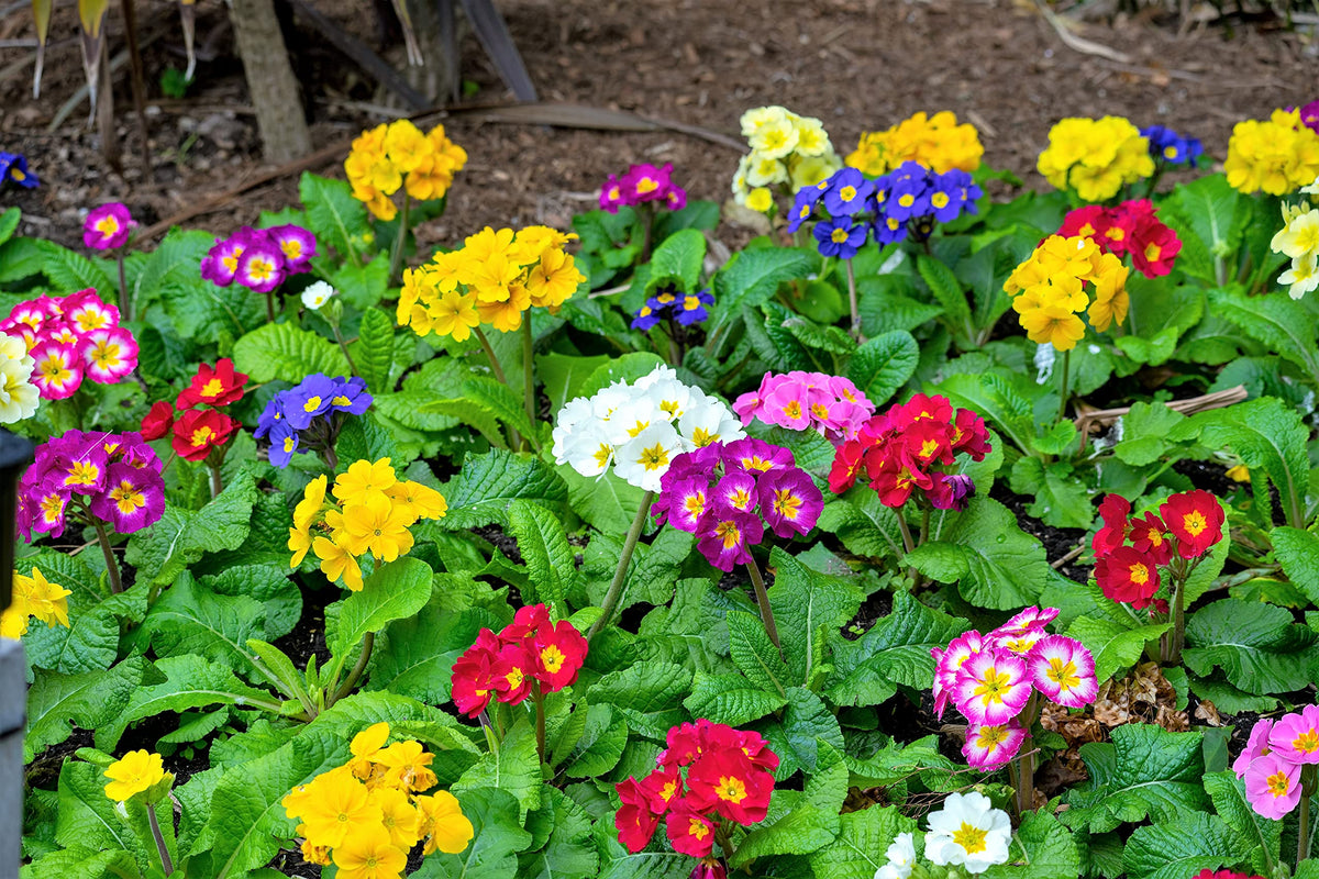 Primula Vulgaris Seeds Mixed Color Bloom – Dharaseeds
