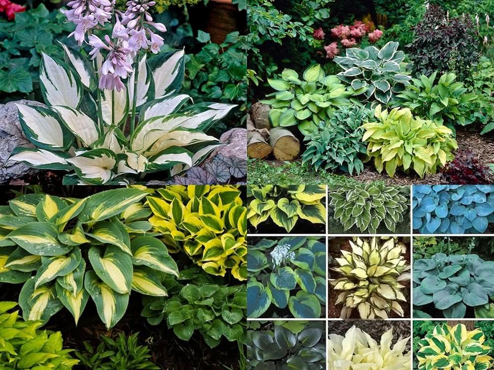Hosta White Lace Plantain Lily Ground Cover Flowering Seeds For Planting
