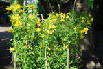 Yellow Flower Pot Plant Seeds for Planting - NON GMO Seeds Dhara Seeds