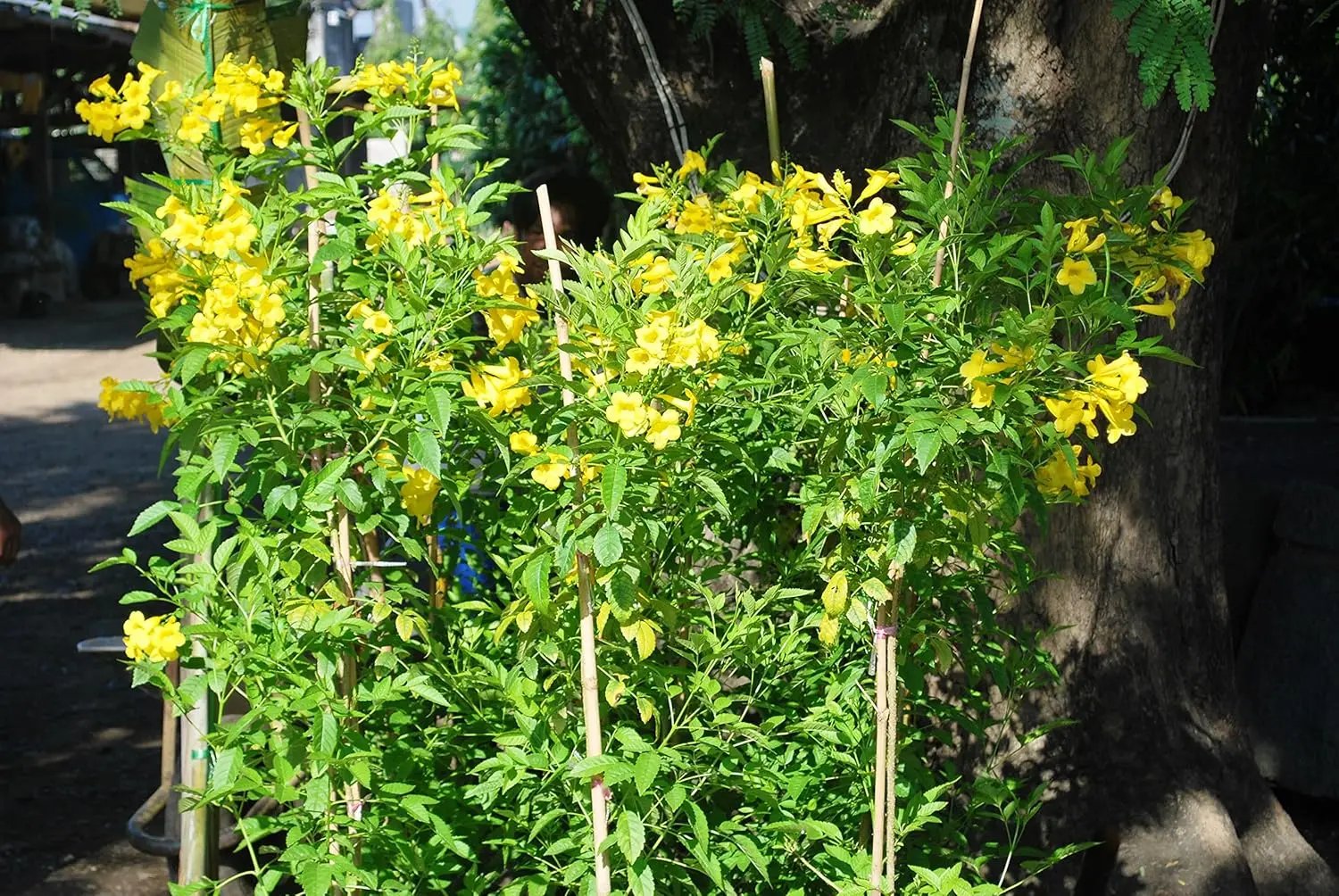 Yellow Flower Pot Plant Seeds for Planting - NON GMO Seeds for planting in home garden