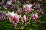 Light Pink Yulan Flower Seeds for Planting - NON GMO Seeds seeds for planting in home garden