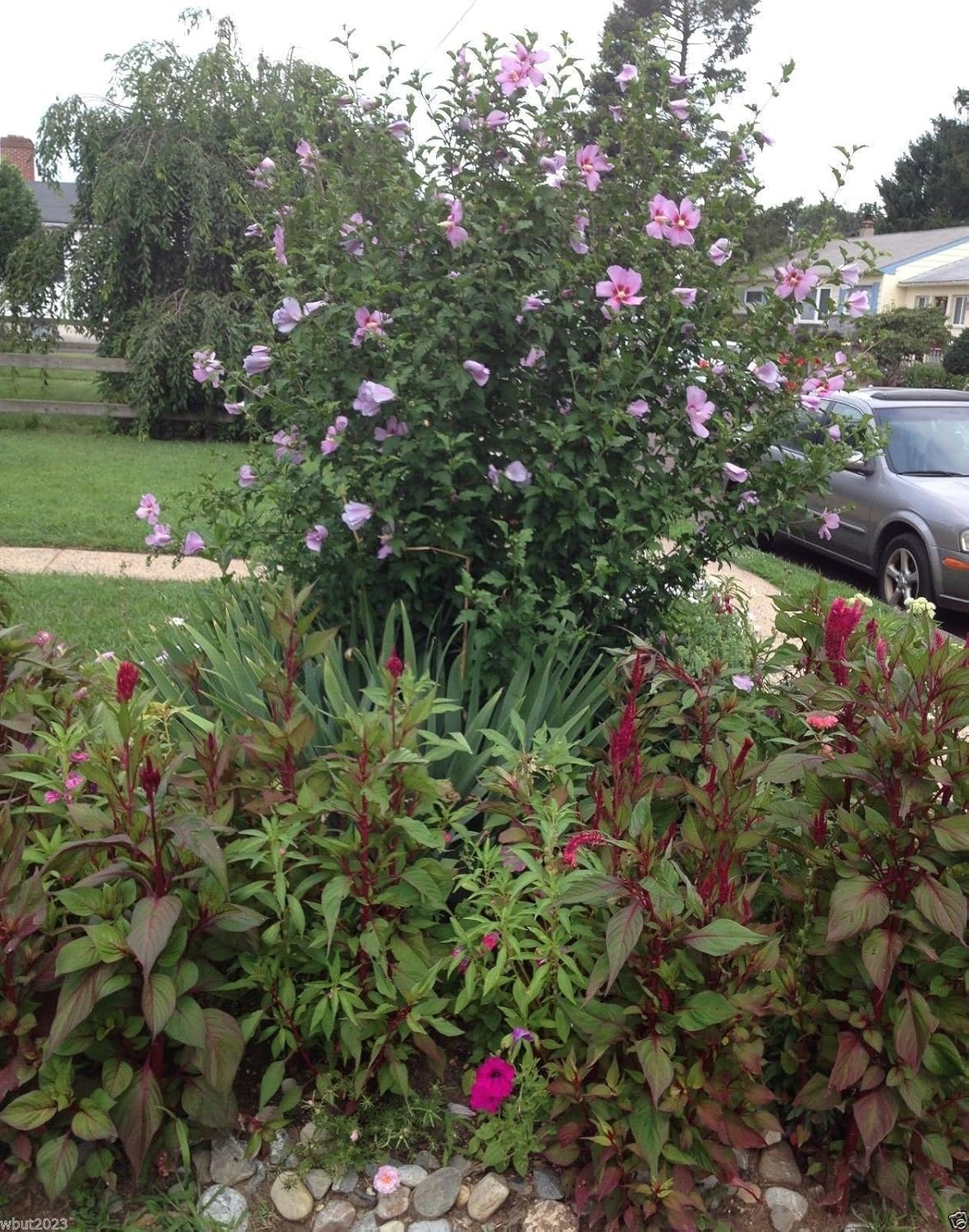 Hibiscus Rose of Sharon Seeds