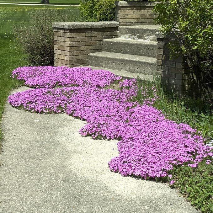 creeping thyme spreading between garden stones and walkways


