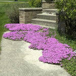 creeping thyme spreading between garden stones and walkways


