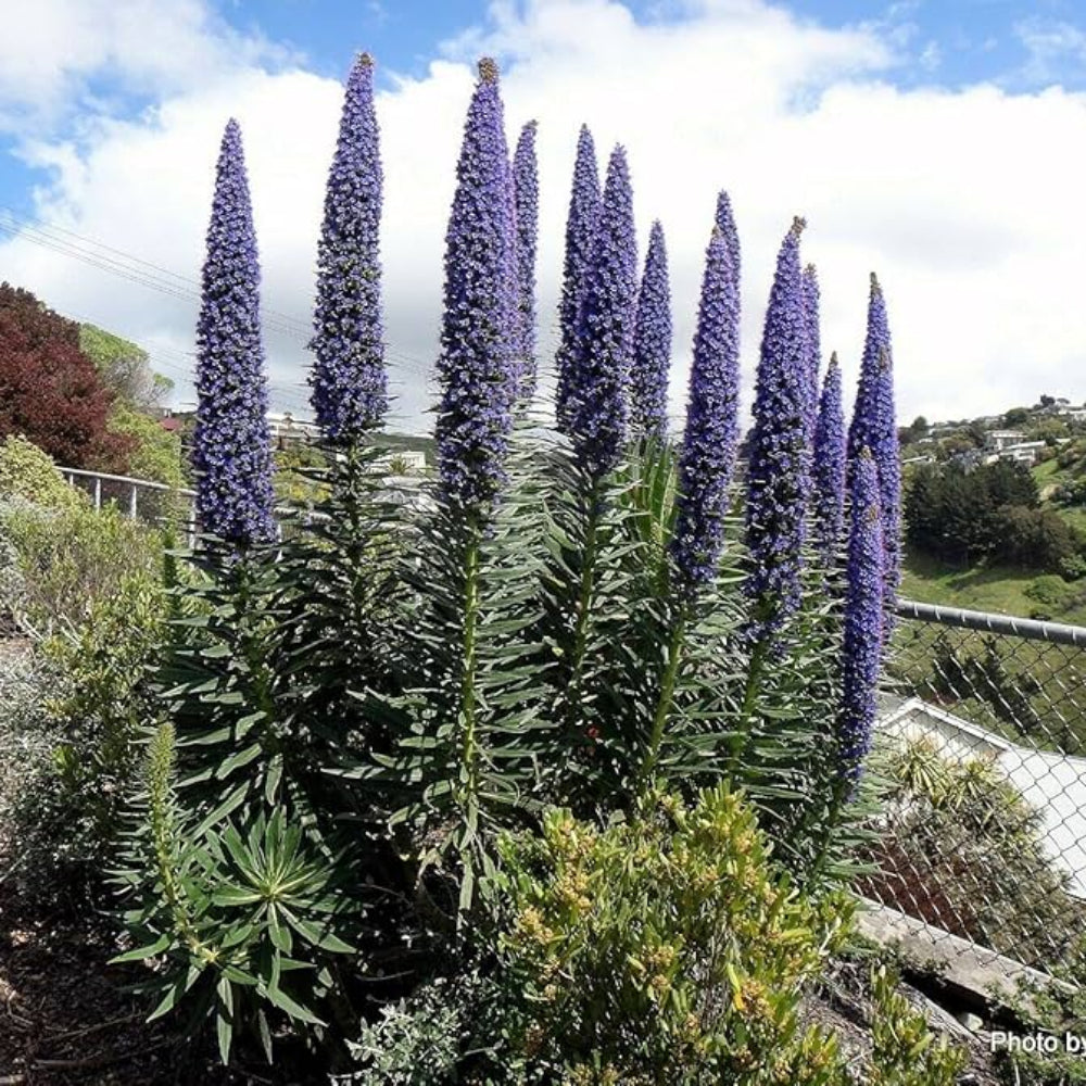Echium Pininana Blu Campanile Torre di Gioielli Rosette Seeds
