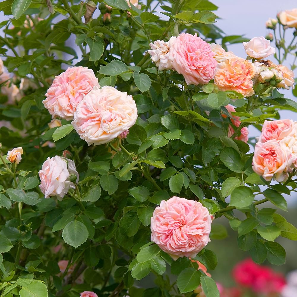 Pink Climbing Roses Plant Seeds - Non-GMO Heirloom Garden Seeds for Planting Beautiful Blooms seeds for planting in home garden