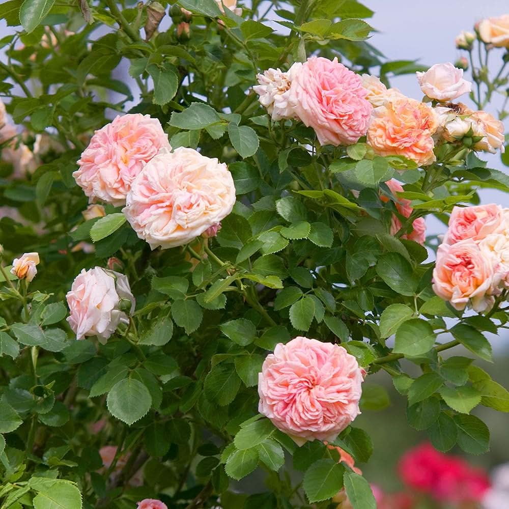 Climbing Rattan Rose Hardy Shrub Flower Seeds for Home and Garden Planting