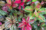 Pink Aglaonema Plant Seeds for Planting, NON GMO Seeds- 100 pcs for planting in your garden.