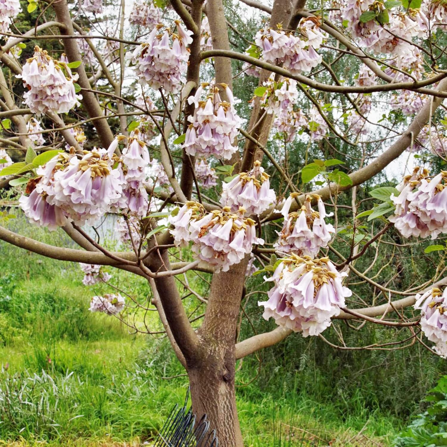 Paulownia Fortunei Seeds