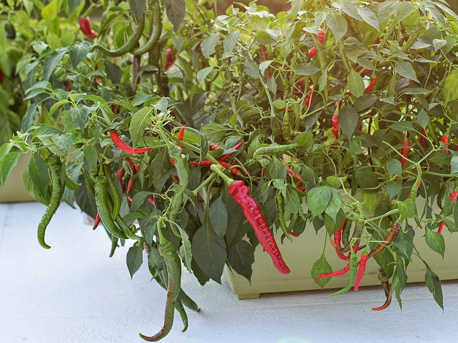 MianTiaoCai Fresh Vegetable Seeds ( , Delicious, Beautiful)