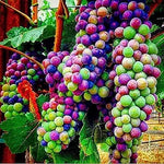 Rainbow Grape for planting