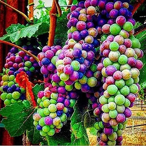 Rainbow Grape for planting