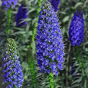 Echium Fastuosum Flowering Plant Echium fastuosum for planting in flower bed