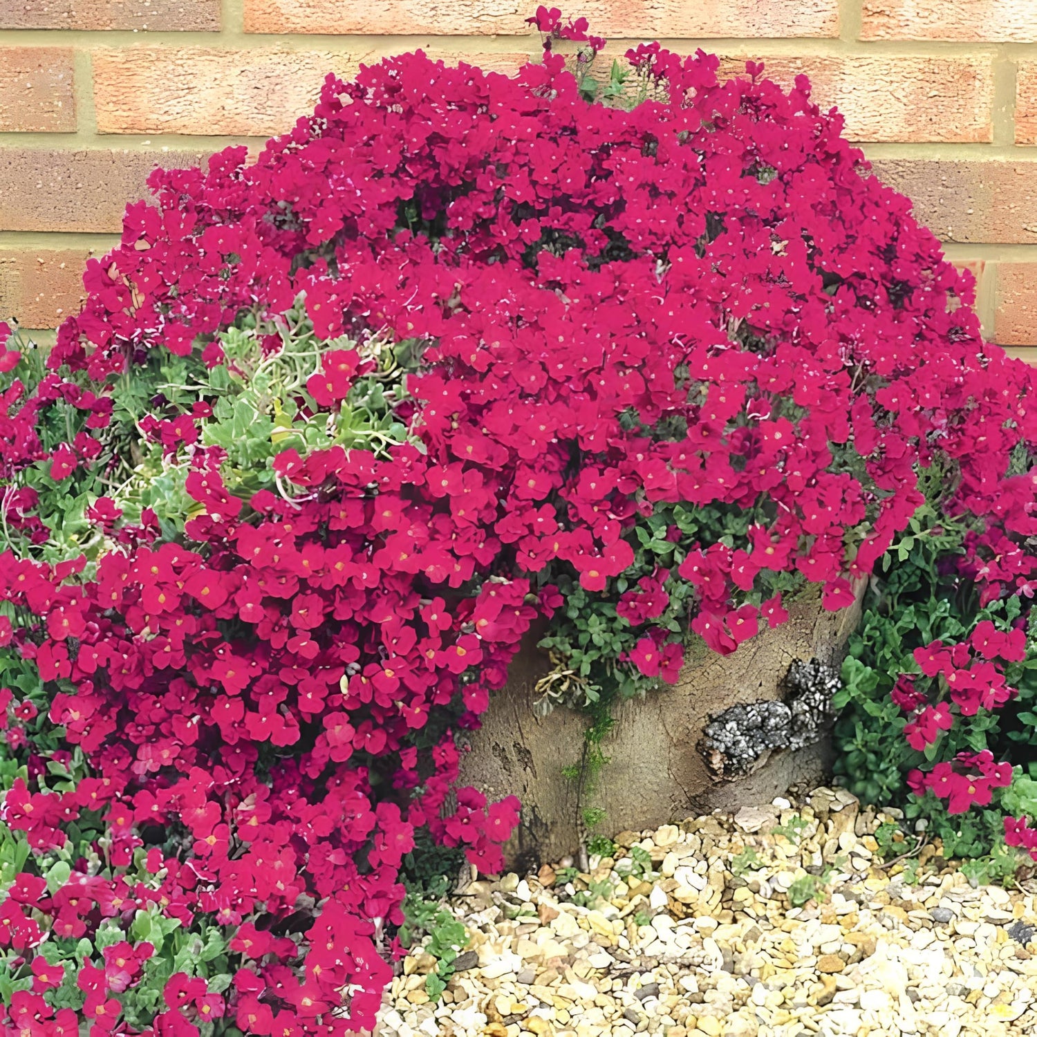 Thyme Thymus Serpyllum Creeping Seeds for Planting – Ideal Ground Cover for Paths, Lawns, and Rock Gardens