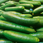Everbearing Cucumber SMR58 Seeds for continuous harvesting in garden