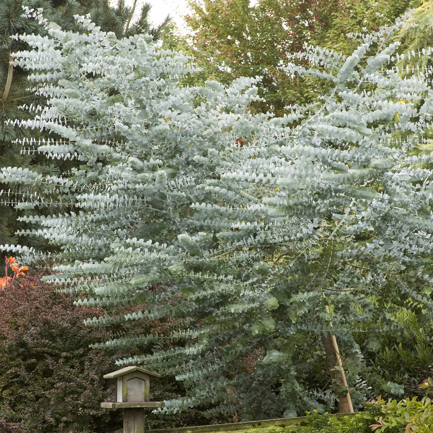 Eucalyptus Seeds - Silver Dollar