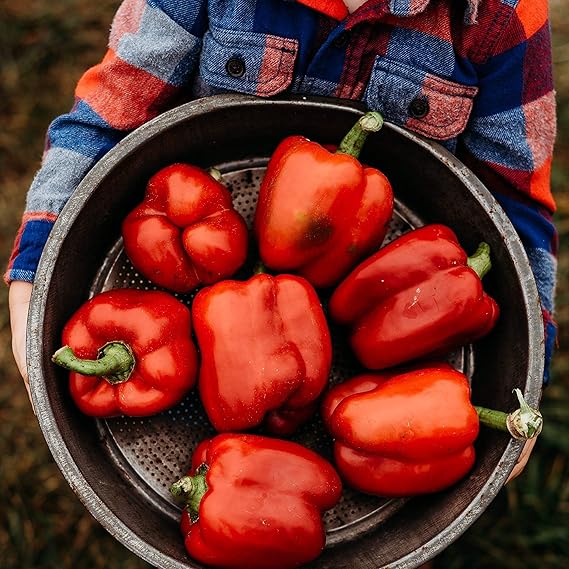 Pepper Capsicum Annuum Giant Spices Spicy Red Chili Vegetable Seeds for Planting – Hot Variety for Kitchen Garden and Cooking Use