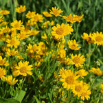 Montana (Montana scientific name) for planting in garden