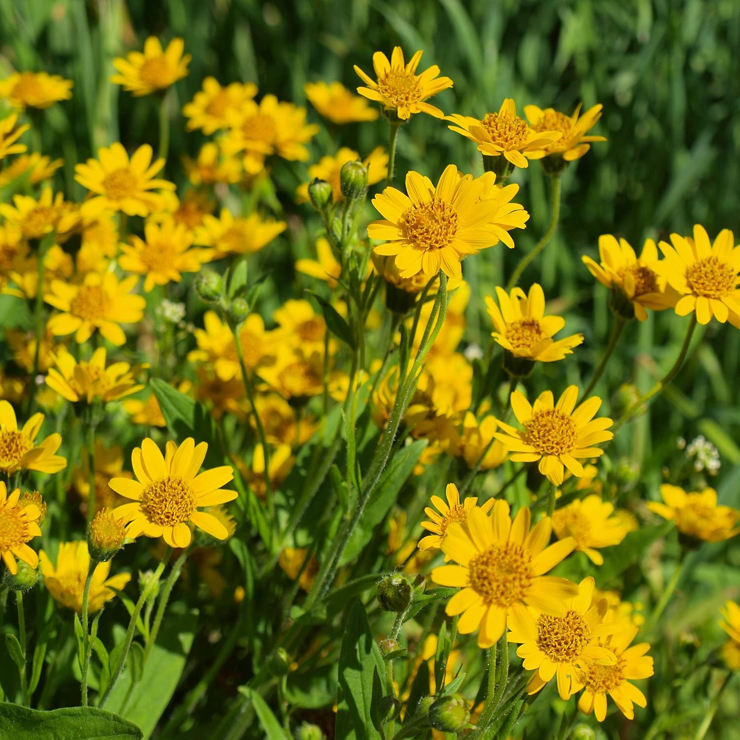 Montana (Montana scientific name) for planting in garden