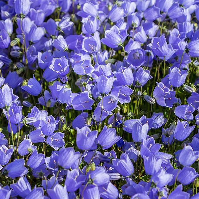 Bellflower Campanula  flower seeds for planting in home garden or container garden