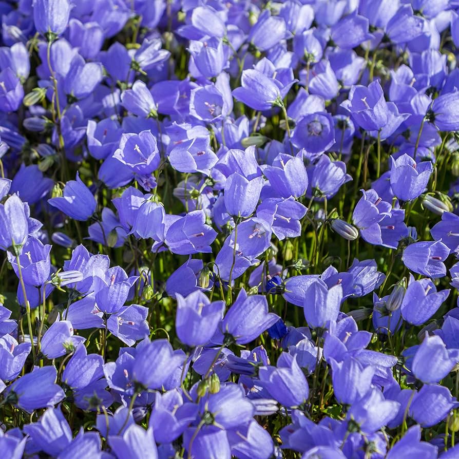 Bellflower Seeds for Planting Campanula Carpatica flower bed rock garden